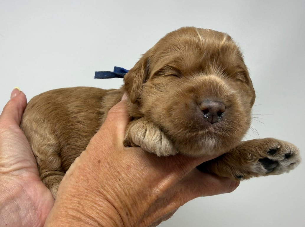 Blue Collar, an Australian Labradoodle from Tarheel Labradoodles based in Troutman, North Carolina, an Australian Labradoodle silver paw, ALAA certified breeder.