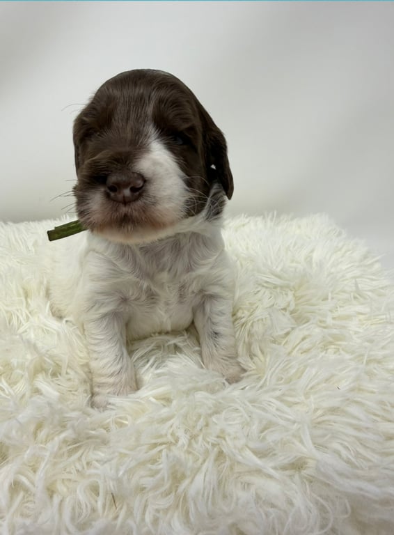 Green Collar, an Australian Labradoodle from Tarheel Labradoodles based in Troutman, North Carolina, an Australian Labradoodle silver paw, ALAA certified breeder.