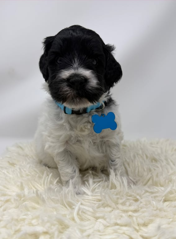 Teal Collar, an Australian Labradoodle from Tarheel Labradoodles based in Troutman, North Carolina, an Australian Labradoodle silver paw, ALAA certified breeder.
