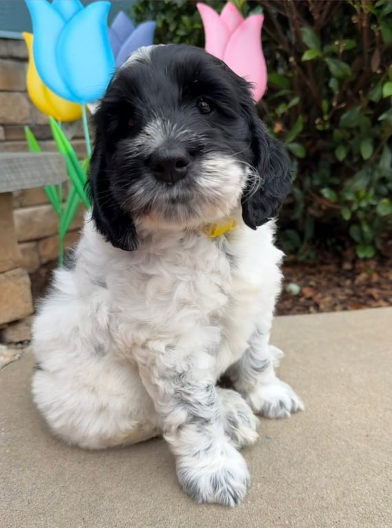 Yellow Collar, an Australian Labradoodle from Tarheel Labradoodles based in Troutman, North Carolina, an Australian Labradoodle silver paw, ALAA certified breeder.