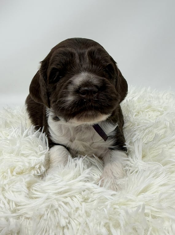 Purple Collar, an Australian Labradoodle from Tarheel Labradoodles based in Troutman, North Carolina, an Australian Labradoodle silver paw, ALAA certified breeder.