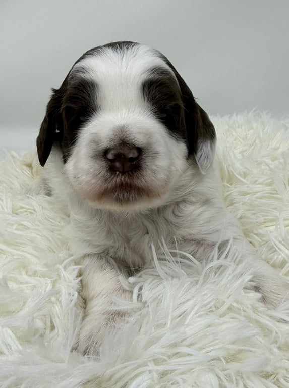 Light Pink Collar, an Australian Labradoodle from Tarheel Labradoodles based in Troutman, North Carolina, an Australian Labradoodle silver paw, ALAA certified breeder.