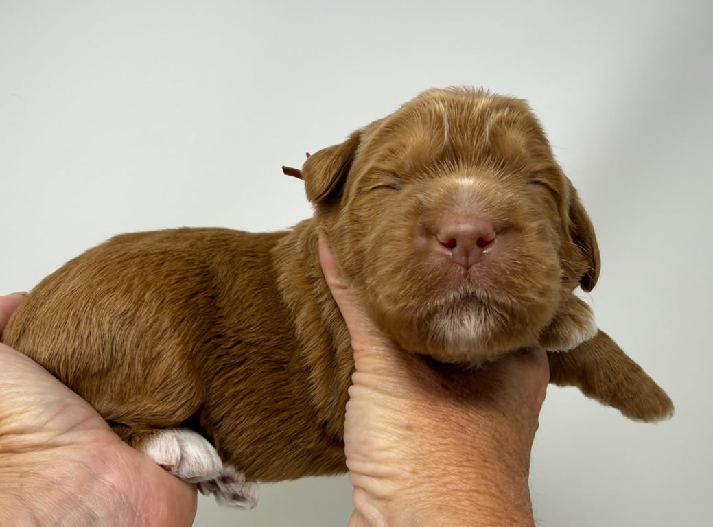 Orange Collar, an Australian Labradoodle from Tarheel Labradoodles based in Troutman, North Carolina, an Australian Labradoodle silver paw, ALAA certified breeder.