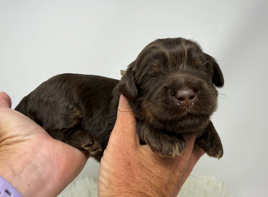 Gray Collar, an Australian Labradoodle from Tarheel Labradoodles based in Troutman, North Carolina, an Australian Labradoodle silver paw, ALAA certified breeder.