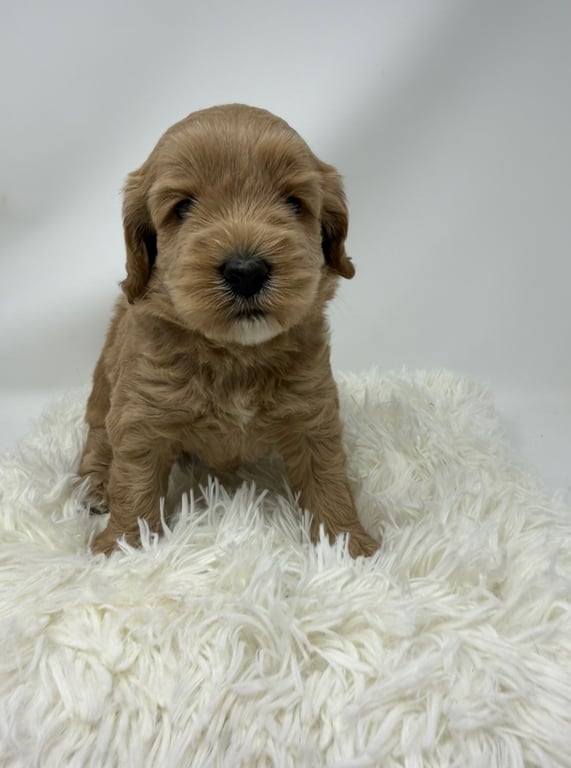 Purple Collar, an Australian Labradoodle from Tarheel Labradoodles based in Troutman, North Carolina, an Australian Labradoodle silver paw, ALAA certified breeder.