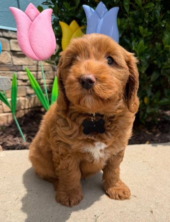 Black Collar, an Australian Labradoodle from Tarheel Labradoodles based in Troutman, North Carolina, an Australian Labradoodle silver paw, ALAA certified breeder.