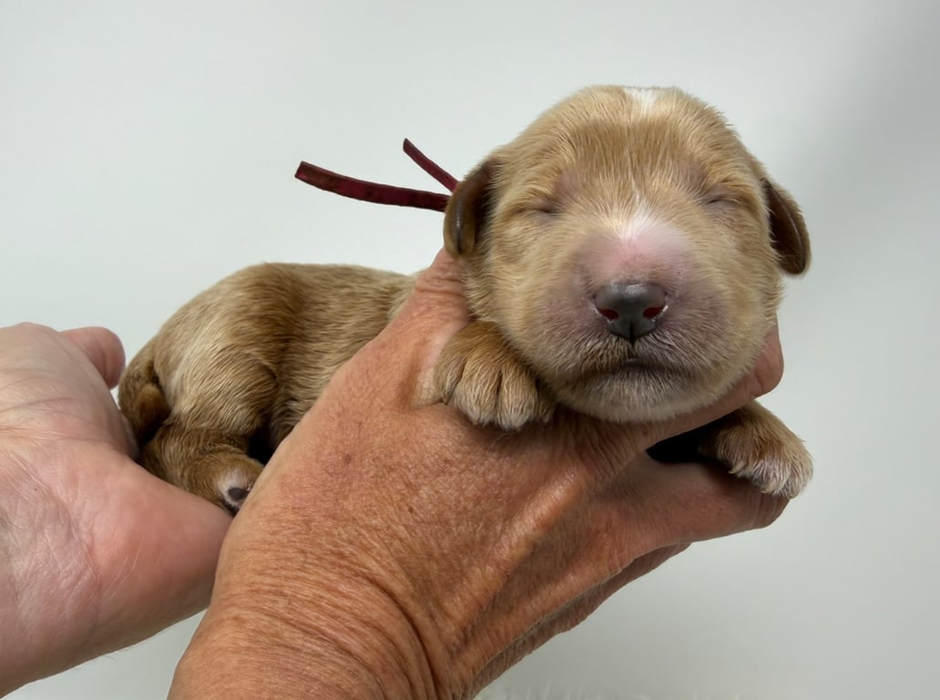 Pink Collar, an Australian Labradoodle from Tarheel Labradoodles based in Troutman, North Carolina, an Australian Labradoodle silver paw, ALAA certified breeder.