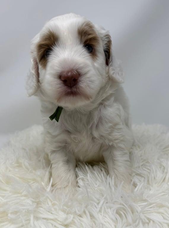 Green Collar, an Australian Labradoodle from Tarheel Labradoodles based in Troutman, North Carolina, an Australian Labradoodle silver paw, ALAA certified breeder.
