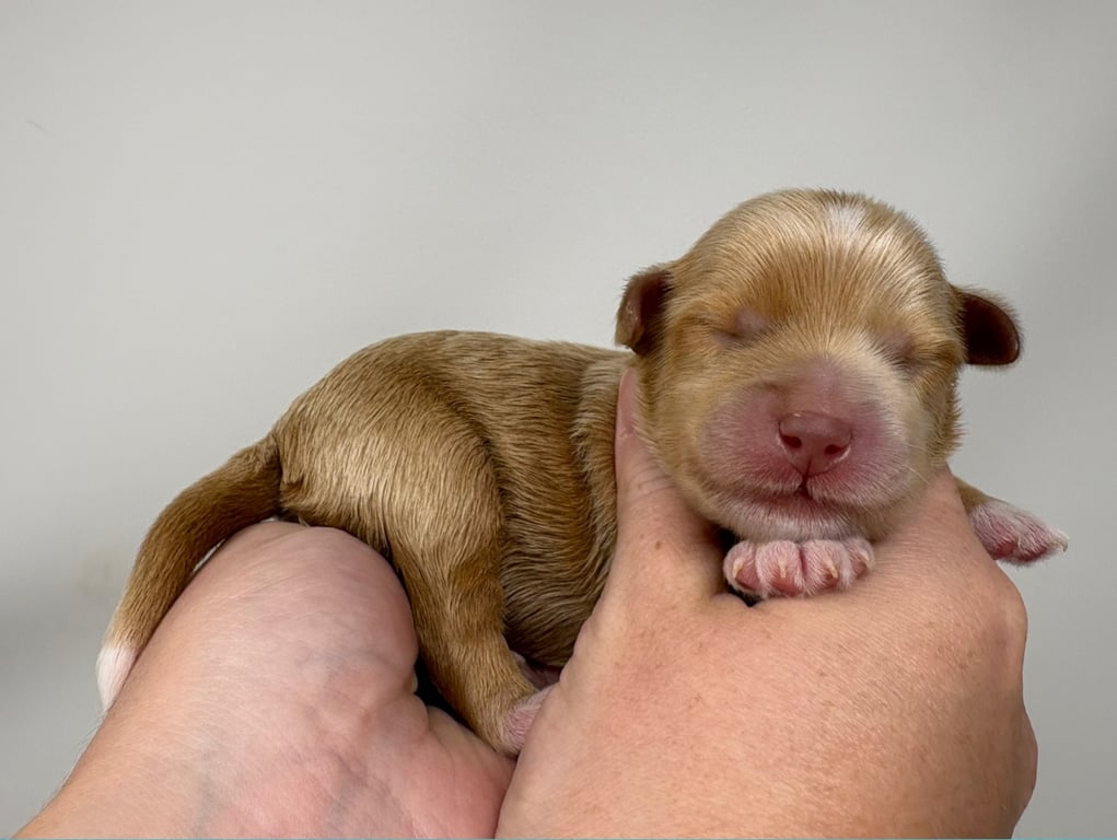 Red Collar, an Australian Labradoodle from Tarheel Labradoodles based in Troutman, North Carolina, an Australian Labradoodle silver paw, ALAA certified breeder.