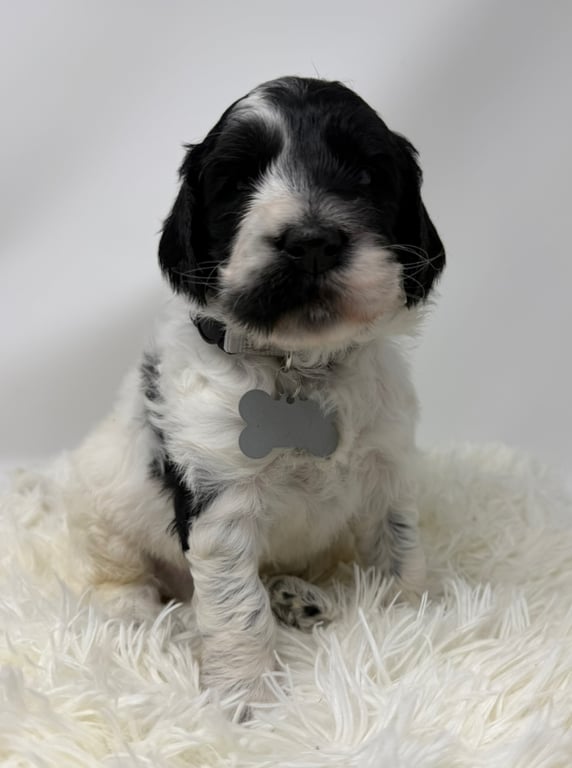 Gray Collar, an Australian Labradoodle from Tarheel Labradoodles based in Troutman, North Carolina, an Australian Labradoodle silver paw, ALAA certified breeder.