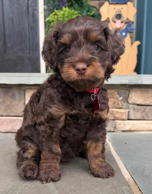Red Collar, an Australian Labradoodle from Tarheel Labradoodles based in Troutman, North Carolina, an Australian Labradoodle silver paw, ALAA certified breeder.
