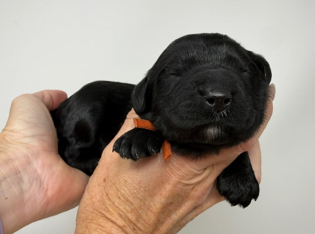 Orange Collar, an Australian Labradoodle from Tarheel Labradoodles based in Troutman, North Carolina, an Australian Labradoodle silver paw, ALAA certified breeder.