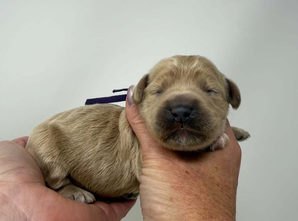 Purple Collar, an Australian Labradoodle from Tarheel Labradoodles based in Troutman, North Carolina, an Australian Labradoodle silver paw, ALAA certified breeder.