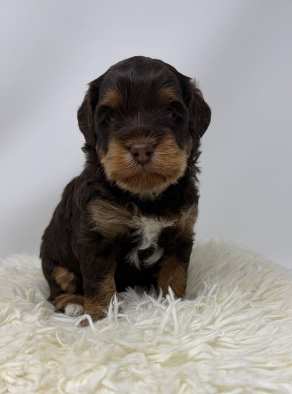 Green Collar, an Australian Labradoodle from Tarheel Labradoodles based in Troutman, North Carolina, an Australian Labradoodle silver paw, ALAA certified breeder.