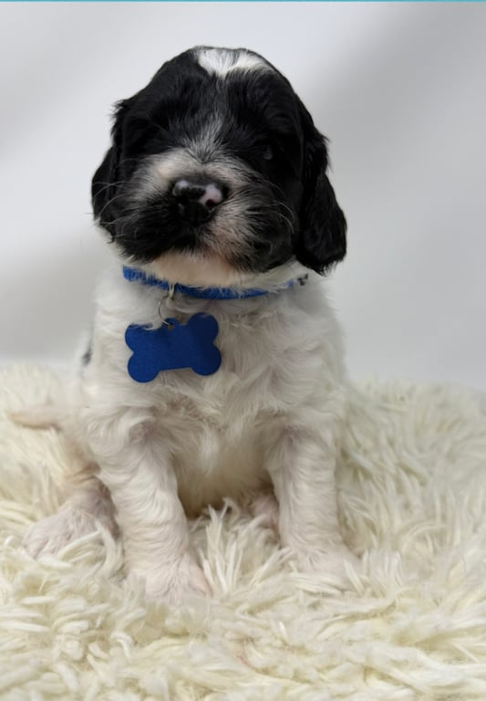 Blue Collar, an Australian Labradoodle from Tarheel Labradoodles based in Troutman, North Carolina, an Australian Labradoodle silver paw, ALAA certified breeder.