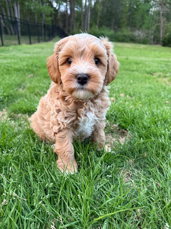 Anthony, an Australian Labradoodle from Tarheel Labradoodles based in Troutman, North Carolina, an Australian Labradoodle silver paw, ALAA certified breeder.