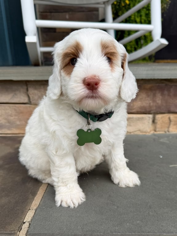 Green Collar, an Australian Labradoodle from Tarheel Labradoodles based in Troutman, North Carolina, an Australian Labradoodle silver paw, ALAA certified breeder.