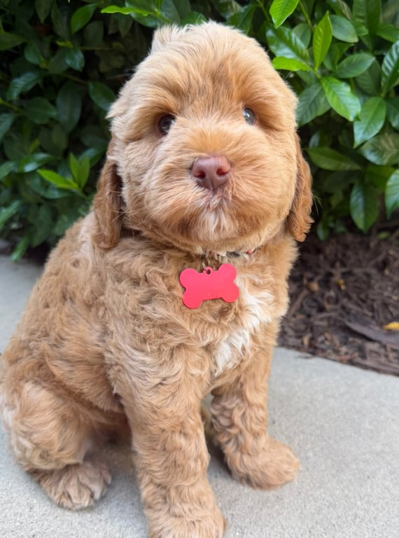 Red Collar, an Australian Labradoodle from Tarheel Labradoodles based in Troutman, North Carolina, an Australian Labradoodle silver paw, ALAA certified breeder.