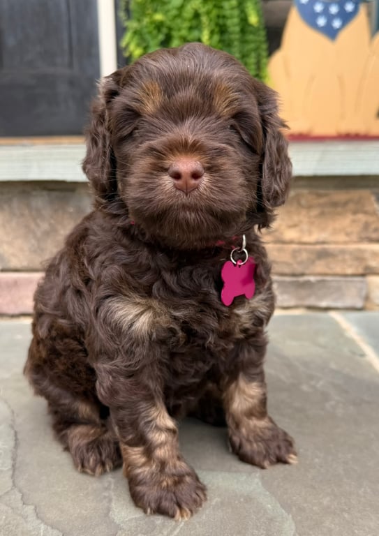 Pink Collar, an Australian Labradoodle from Tarheel Labradoodles based in Troutman, North Carolina, an Australian Labradoodle silver paw, ALAA certified breeder.