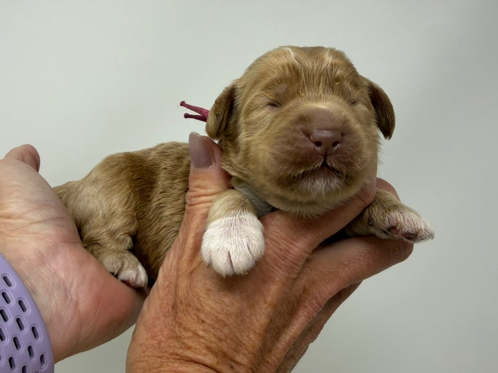 Pink Collar, an Australian Labradoodle from Tarheel Labradoodles based in Troutman, North Carolina, an Australian Labradoodle silver paw, ALAA certified breeder.
