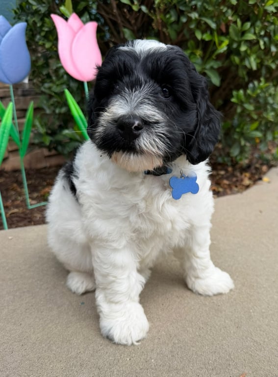 Blue Collar, an Australian Labradoodle from Tarheel Labradoodles based in Troutman, North Carolina, an Australian Labradoodle silver paw, ALAA certified breeder.