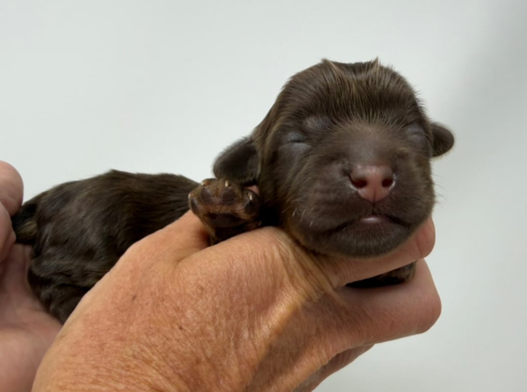 Pink Collar, an Australian Labradoodle from Tarheel Labradoodles based in Troutman, North Carolina, an Australian Labradoodle silver paw, ALAA certified breeder.