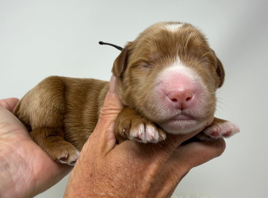 Black Collar, an Australian Labradoodle from Tarheel Labradoodles based in Troutman, North Carolina, an Australian Labradoodle silver paw, ALAA certified breeder.