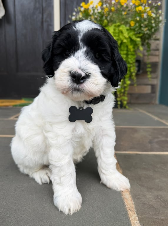 Black Collar, an Australian Labradoodle from Tarheel Labradoodles based in Troutman, North Carolina, an Australian Labradoodle silver paw, ALAA certified breeder.