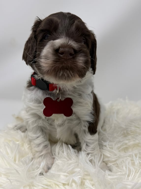 Red Collar, an Australian Labradoodle from Tarheel Labradoodles based in Troutman, North Carolina, an Australian Labradoodle silver paw, ALAA certified breeder.