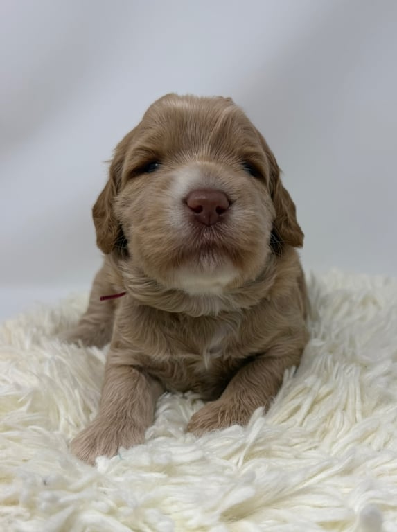 Pink Collar, an Australian Labradoodle from Tarheel Labradoodles based in Troutman, North Carolina, an Australian Labradoodle silver paw, ALAA certified breeder.