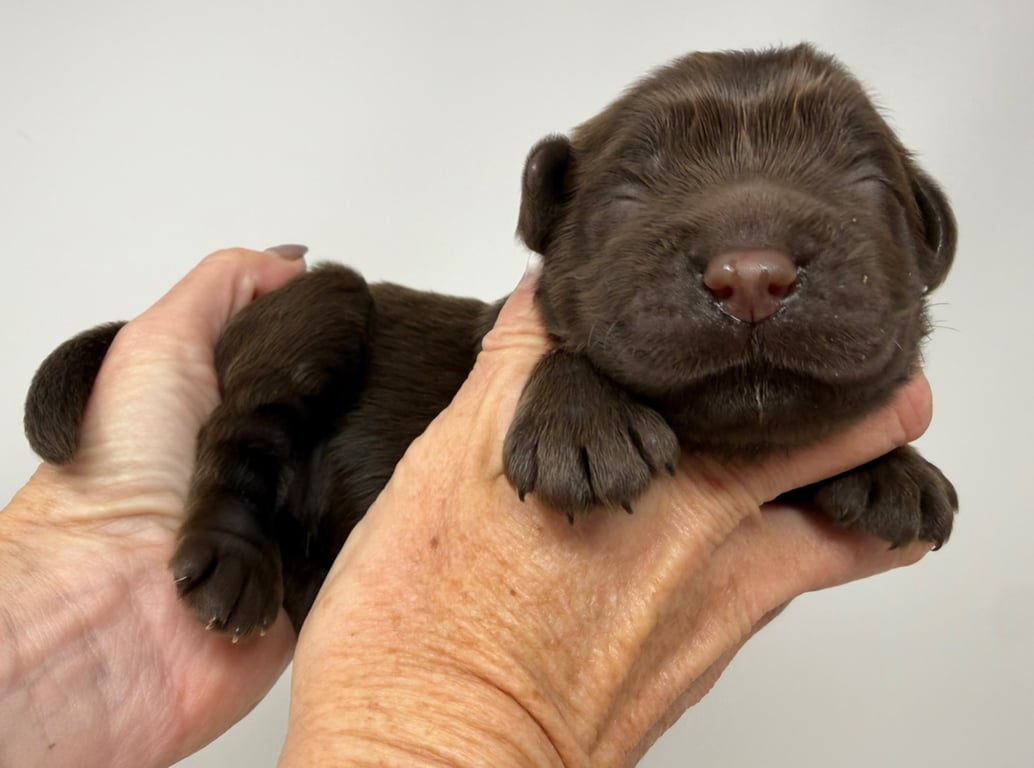 Pink Collar, an Australian Labradoodle from Tarheel Labradoodles based in Troutman, North Carolina, an Australian Labradoodle silver paw, ALAA certified breeder.