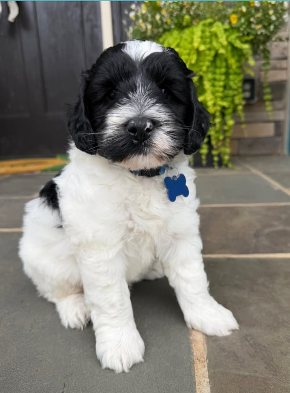 Blue Collar, an Australian Labradoodle from Tarheel Labradoodles based in Troutman, North Carolina, an Australian Labradoodle silver paw, ALAA certified breeder.