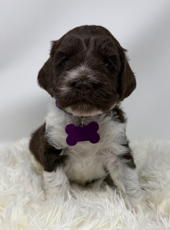 Purple Collar, an Australian Labradoodle from Tarheel Labradoodles based in Troutman, North Carolina, an Australian Labradoodle silver paw, ALAA certified breeder.