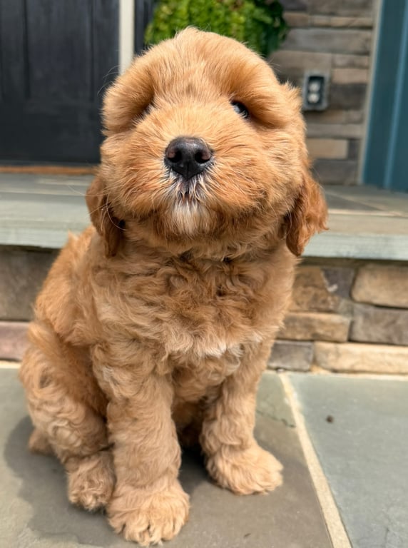 Blue Collar, an Australian Labradoodle from Tarheel Labradoodles based in Troutman, North Carolina, an Australian Labradoodle silver paw, ALAA certified breeder.