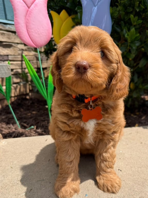 Orange Collar, an Australian Labradoodle from Tarheel Labradoodles based in Troutman, North Carolina, an Australian Labradoodle silver paw, ALAA certified breeder.
