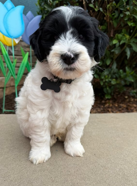 Black Collar, an Australian Labradoodle from Tarheel Labradoodles based in Troutman, North Carolina, an Australian Labradoodle silver paw, ALAA certified breeder.
