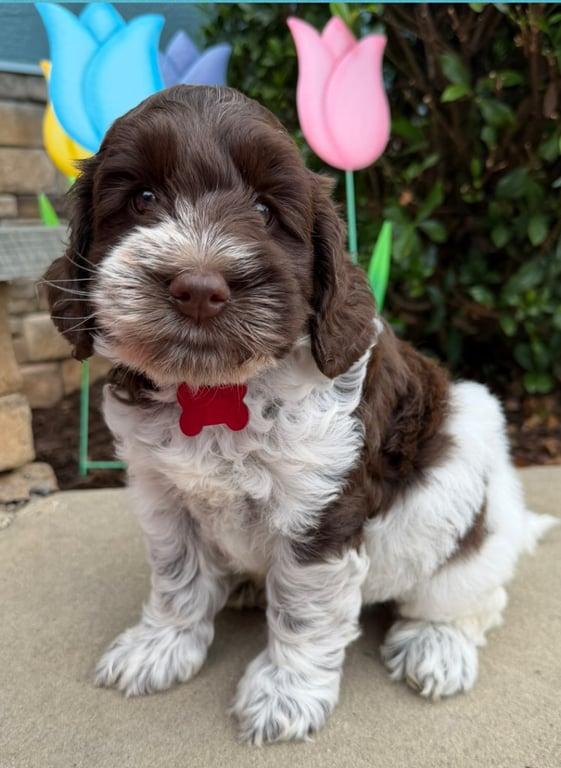 Red Collar, an Australian Labradoodle from Tarheel Labradoodles based in Troutman, North Carolina, an Australian Labradoodle silver paw, ALAA certified breeder.