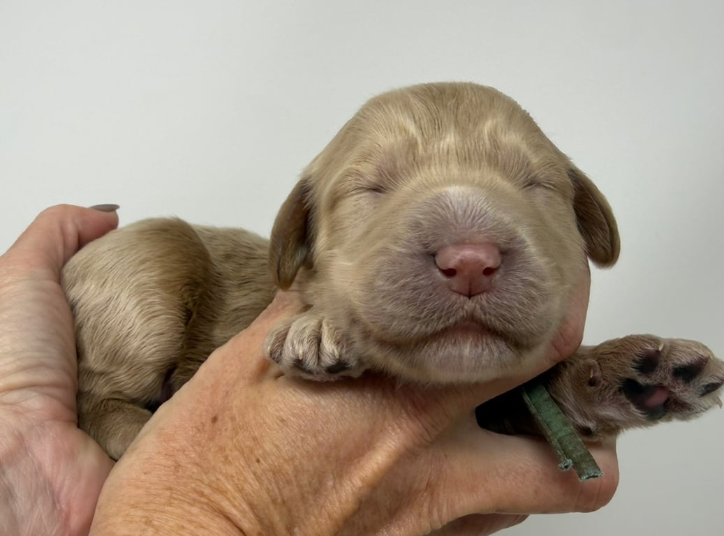 Blue Collar, an Australian Labradoodle from Tarheel Labradoodles based in Troutman, North Carolina, an Australian Labradoodle silver paw, ALAA certified breeder.