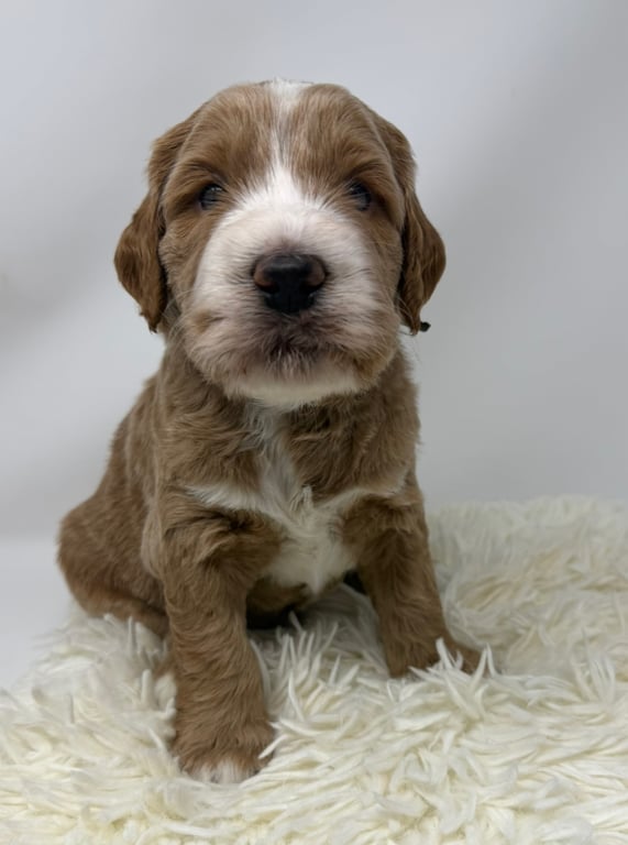 Blue Collar, an Australian Labradoodle from Tarheel Labradoodles based in Troutman, North Carolina, an Australian Labradoodle silver paw, ALAA certified breeder.
