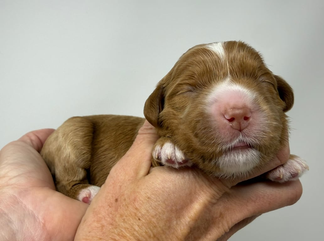 Yellow Collar, an Australian Labradoodle from Tarheel Labradoodles based in Troutman, North Carolina, an Australian Labradoodle silver paw, ALAA certified breeder.