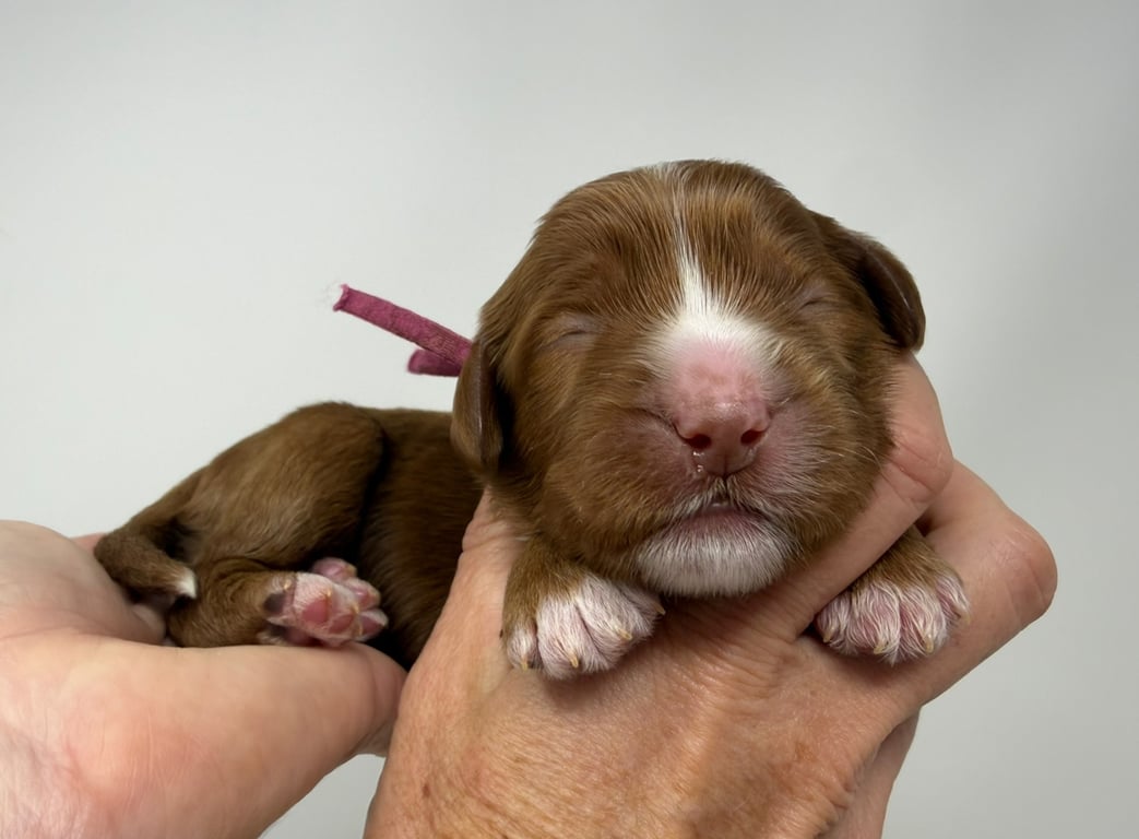 Pink Collar, an Australian Labradoodle from Tarheel Labradoodles based in Troutman, North Carolina, an Australian Labradoodle silver paw, ALAA certified breeder.