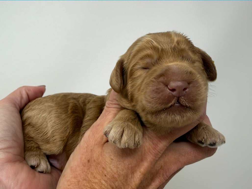 Black Collar, an Australian Labradoodle from Tarheel Labradoodles based in Troutman, North Carolina, an Australian Labradoodle silver paw, ALAA certified breeder.