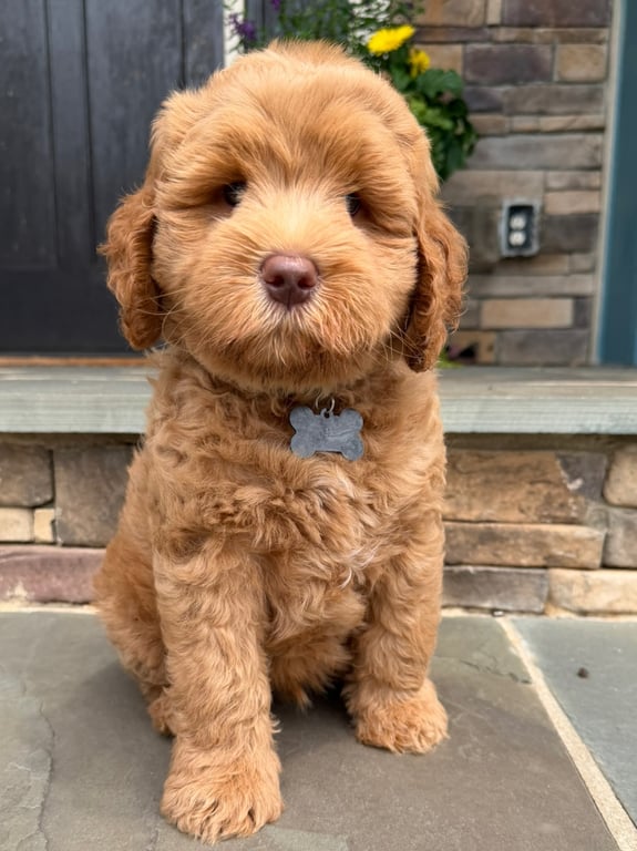 Black Collar, an Australian Labradoodle from Tarheel Labradoodles based in Troutman, North Carolina, an Australian Labradoodle silver paw, ALAA certified breeder.