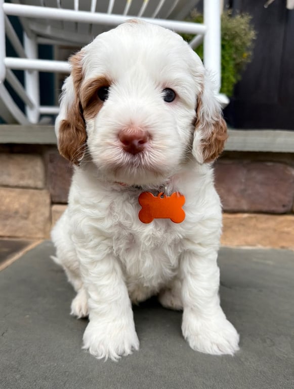 Orange Collar, an Australian Labradoodle from Tarheel Labradoodles based in Troutman, North Carolina, an Australian Labradoodle silver paw, ALAA certified breeder.