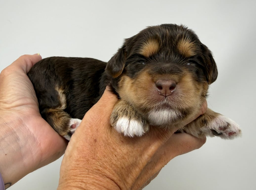 Orange Collar, an Australian Labradoodle from Tarheel Labradoodles based in Troutman, North Carolina, an Australian Labradoodle silver paw, ALAA certified breeder.