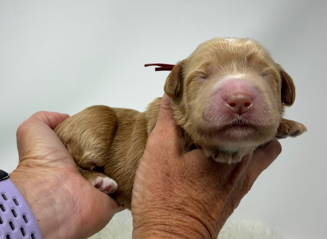 Red Collar, an Australian Labradoodle from Tarheel Labradoodles based in Troutman, North Carolina, an Australian Labradoodle silver paw, ALAA certified breeder.