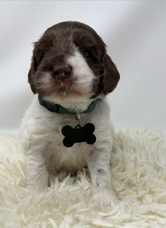 Green Collar, an Australian Labradoodle from Tarheel Labradoodles based in Troutman, North Carolina, an Australian Labradoodle silver paw, ALAA certified breeder.