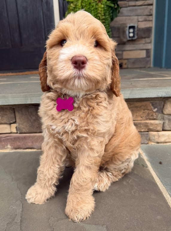 Pink Collar, an Australian Labradoodle from Tarheel Labradoodles based in Troutman, North Carolina, an Australian Labradoodle silver paw, ALAA certified breeder.