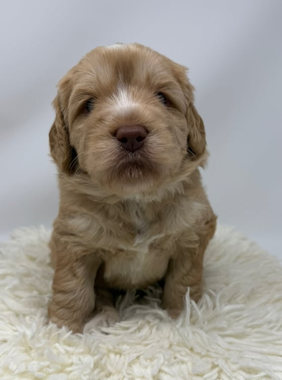 Purple Collar, an Australian Labradoodle from Tarheel Labradoodles based in Troutman, North Carolina, an Australian Labradoodle silver paw, ALAA certified breeder.
