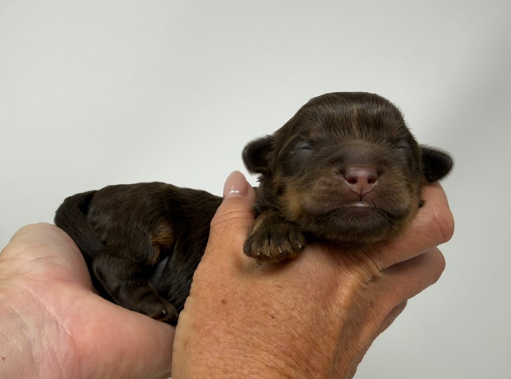 Red Collar, an Australian Labradoodle from Tarheel Labradoodles based in Troutman, North Carolina, an Australian Labradoodle silver paw, ALAA certified breeder.